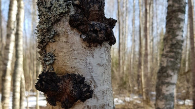 What is chaga?