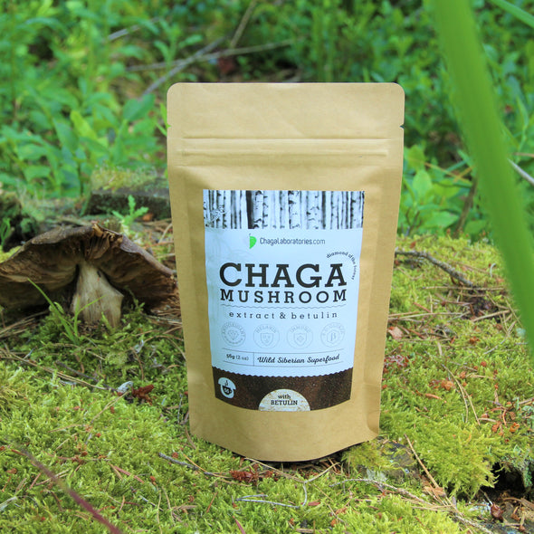 Wild Chaga Mushroom Extract with Betulin